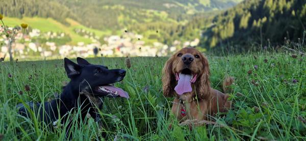 Hunde låger til bilen
