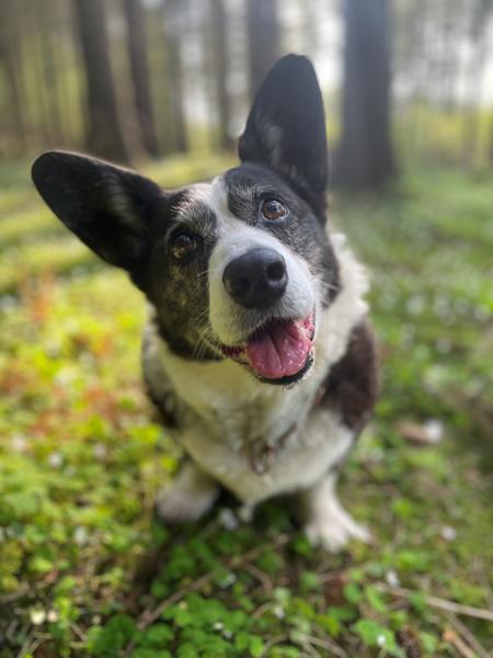 Den værste dag som hundeejer
