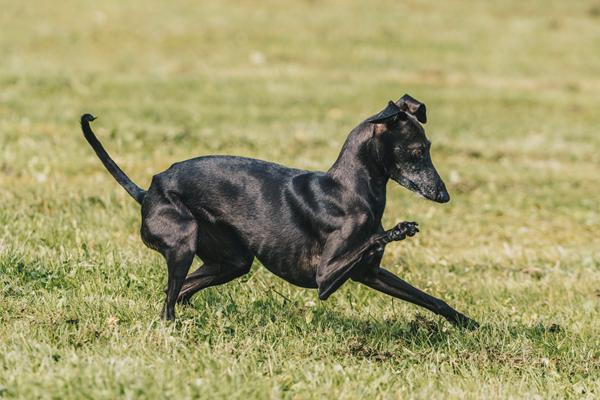 uregelmæssig løbetid