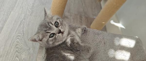 Tilgængelige britiske korthårede killinger