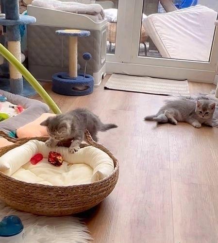 Perfekt tilbehør britisk korthåret