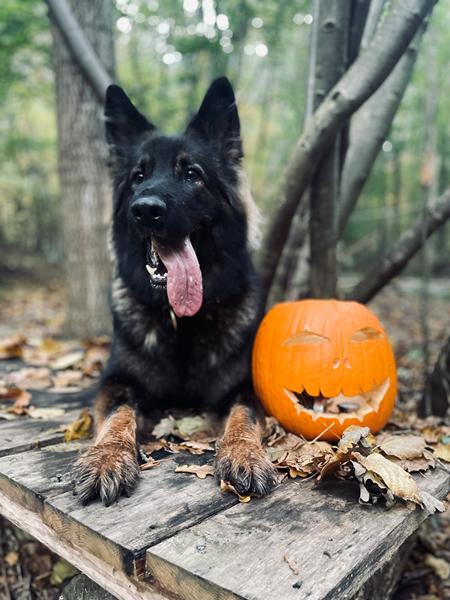 Ævl og bævl vol. 22