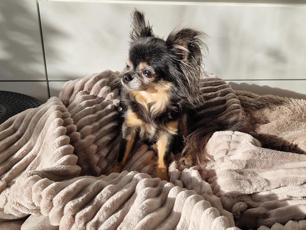 Bedste vinterdækken? 