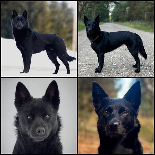 Temanavne til kommende kuld