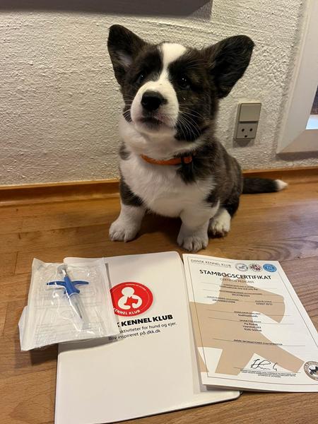 Åvl og båvl vol. 23 - åhhhhhhhhhh