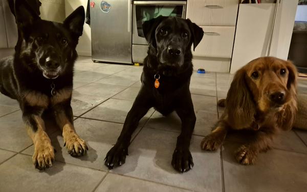 En appelsin.. eller et græskar, i turbanen .