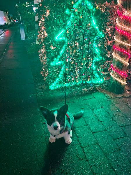Snik snak - juleudgaven