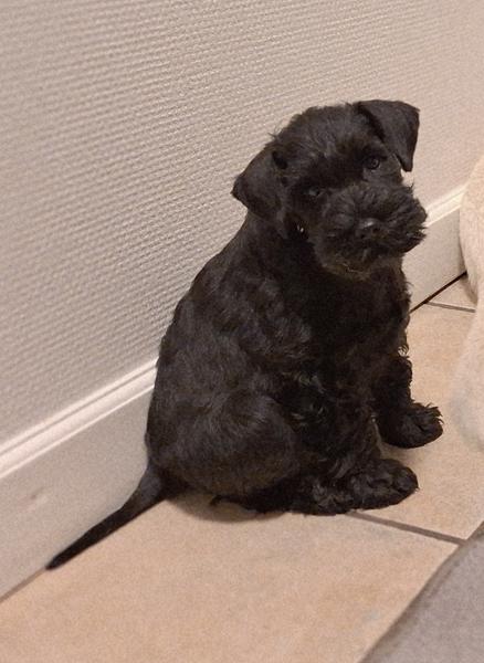 Trøje til dværgschnauzer? 