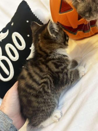 Vi har britisk korthårede killinger, 