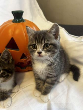 Vi har britisk korthårede killinger,