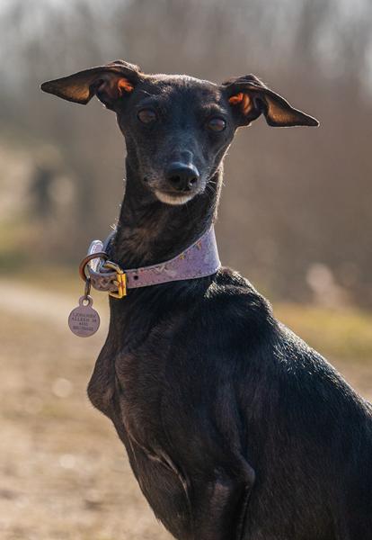 Sterilisation, cancer?