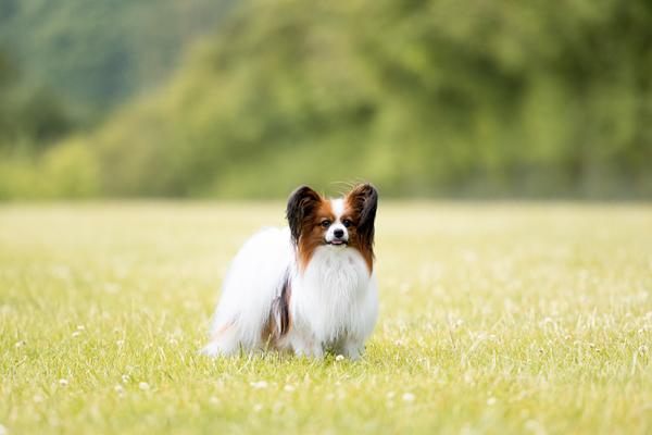 hvilken race? igen igen