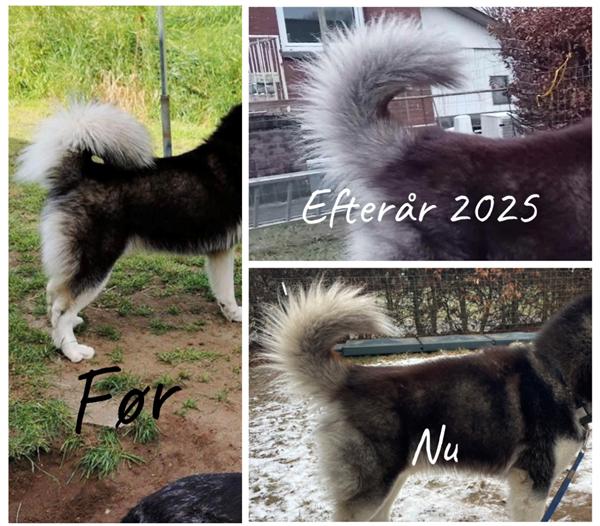 Ødelagt pels - råd og fif ønskes