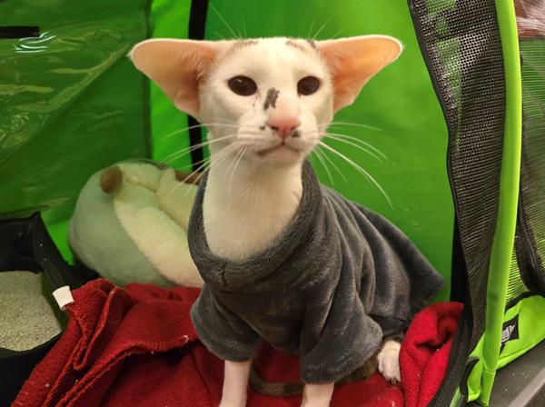 Snik snak vol. 3b - for dem der gider.