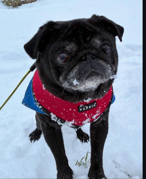 Udvidet seniortjek hos dyrlæge