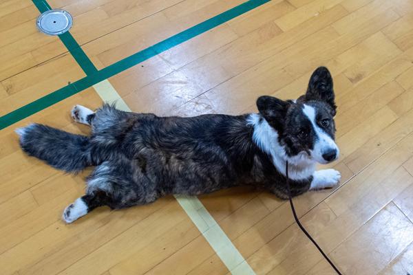 Snik snak 2026 vol. 6 