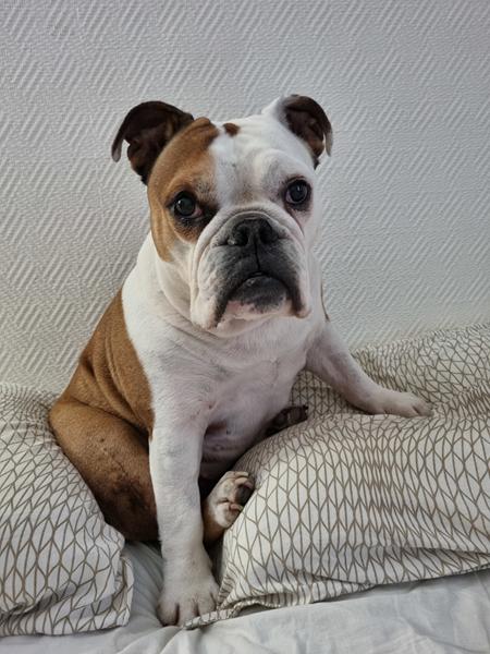 Forebygge demens hos hunde...?