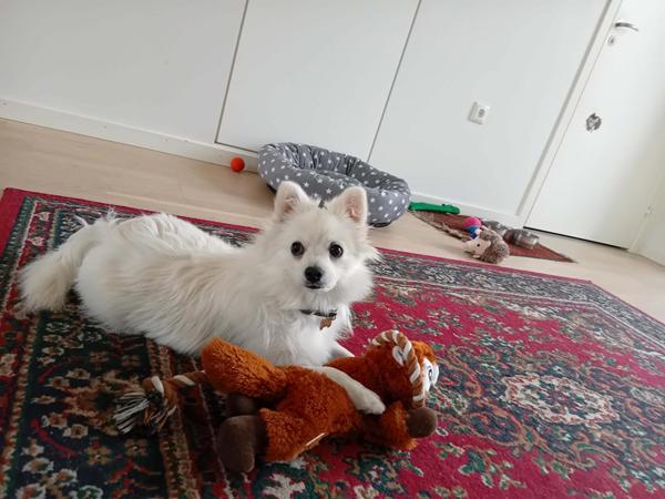 Sammenfiltret hår