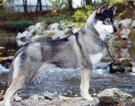 Har denne husky en dårlig bygning?