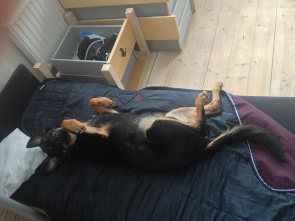 Søger navn til min hund..