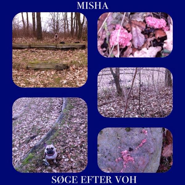 måske har jeg fået et gennembrud til min hund! :D 