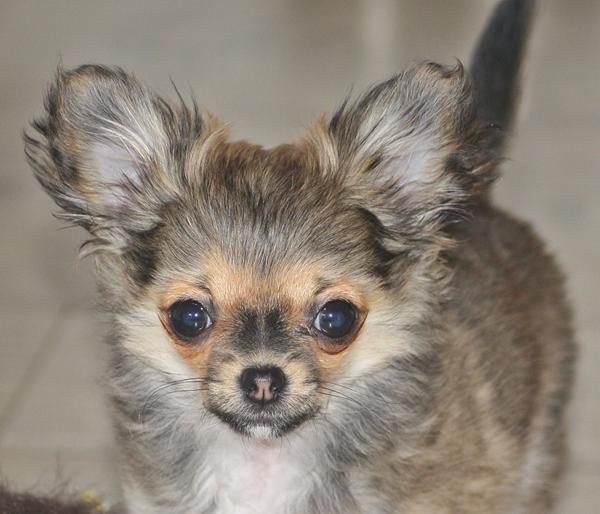 Chihuahua, manglende testikler.