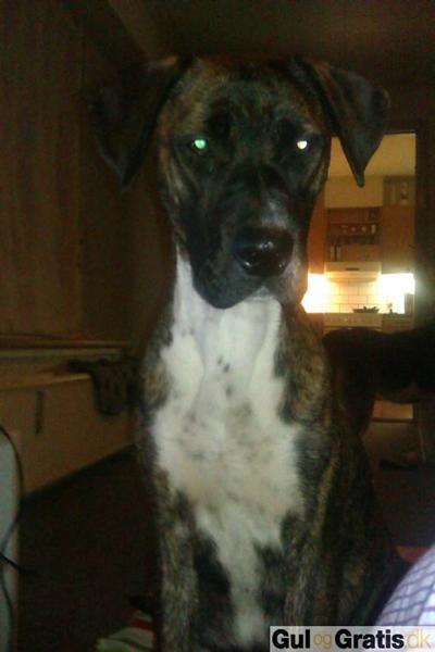 Hjælp! red disse hvalpe!!!