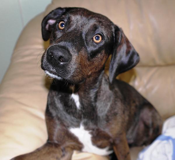 Det er altså en smule irreterende.