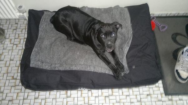 Tror min hund har slået op