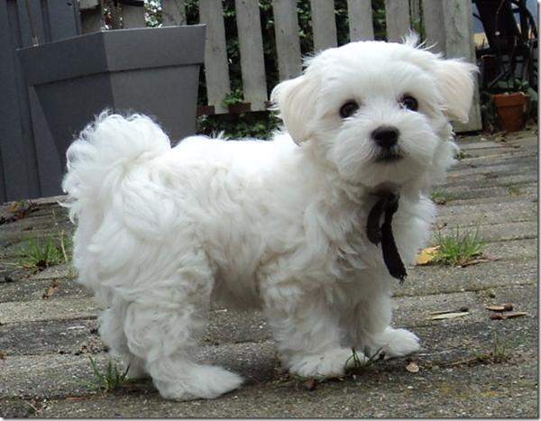 Legekammerat til lille hund