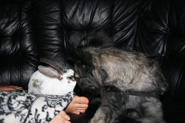 Kanin stamper - hund bange