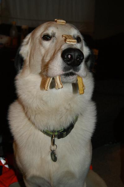 Lidt stolt af snoopy se billede :)