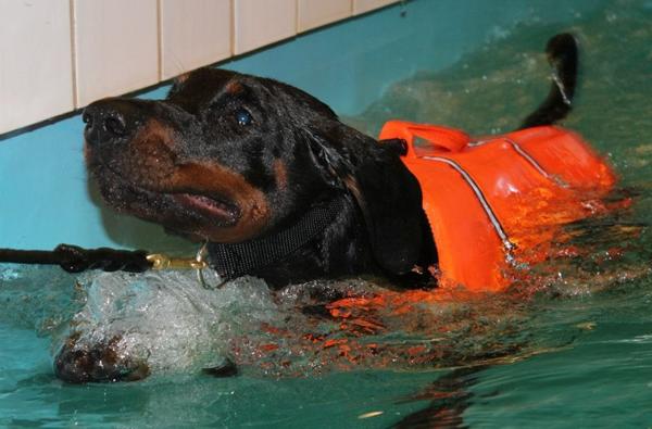 Tåstrup hundesvømning hold