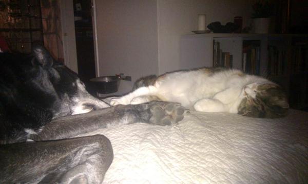 gamle venner - trives som hund og kat. 