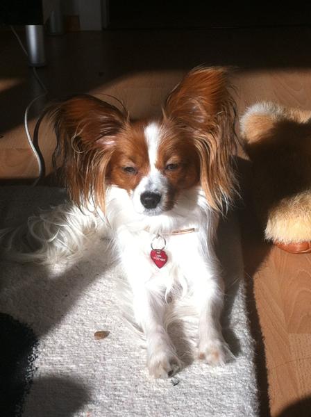 Hunde i solen - billedetråd