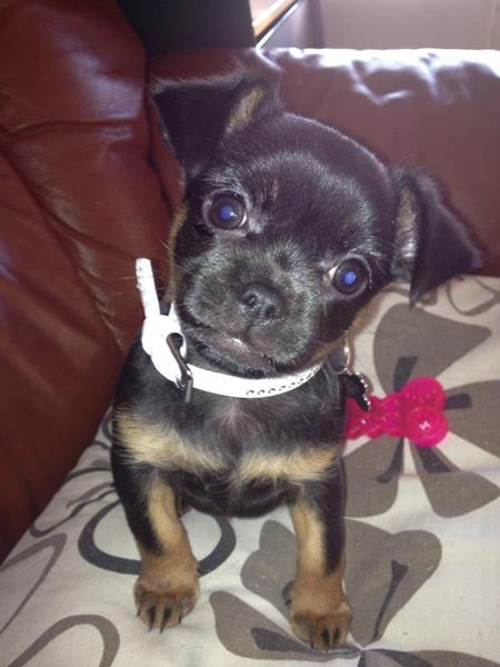 Præsentation af Luna