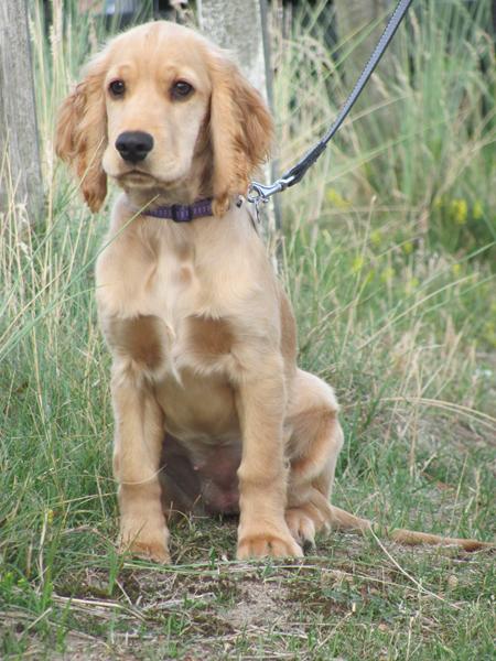 Cocker spaniel med skæld 