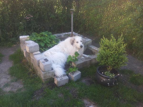 Pyrenærhund med knoglekræft
