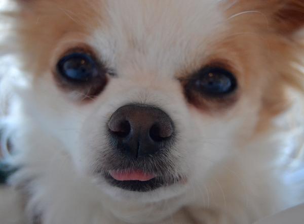 Gør af store hunde - træning