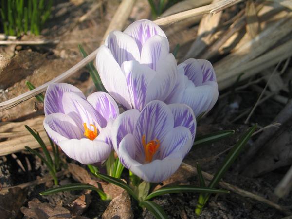 forårs blomster billeder
