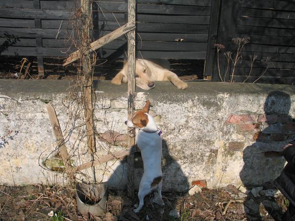 hul i hegn hund ;D
