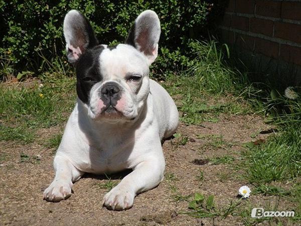 Hundedagpleje, pasning i dagtimerne