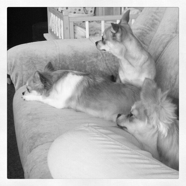 Nogle med hunde under 3-4 kilo?