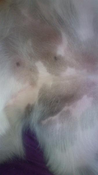 Sort pigmentering på maven