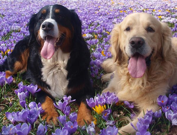 Nala´s  dårlige dag  blev  en go dag