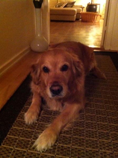 De solgt min hund. har i set hende ? *GALTEN*