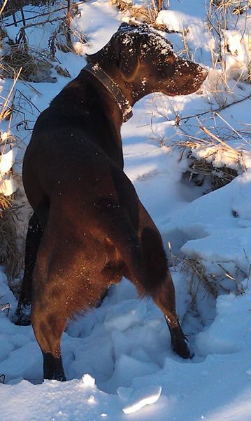 Foder til aktiv hund