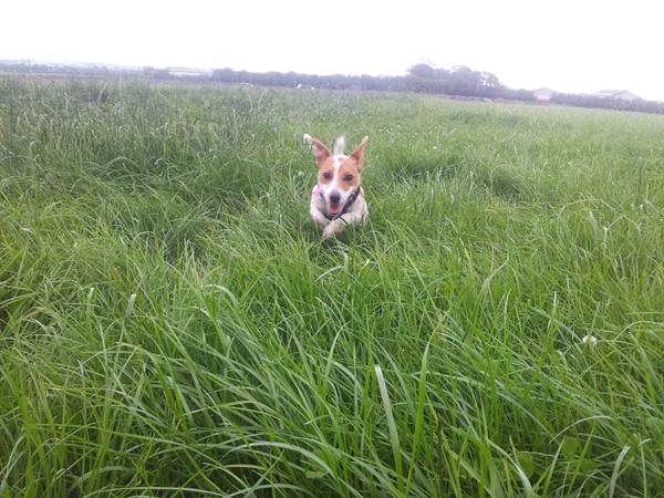 Hundeskoven I Aars (( Hjælp til at socialisere min tæve Maggie ))