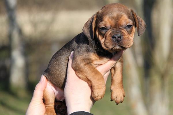 fransk bulldog, ører?