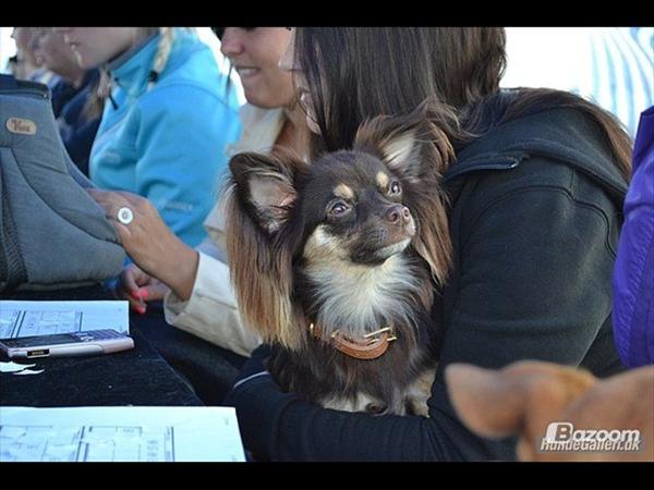 AKUT hundepasning - hjælp (Bjerringbro)